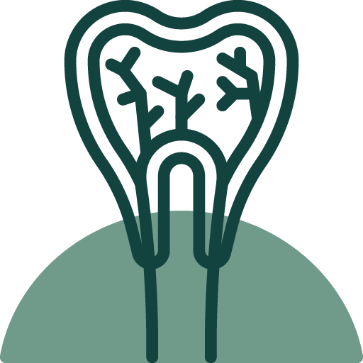 Root Canals